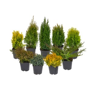 Różne iglaki (t.b.t.) w doniczkach, różne kształty i kolory.