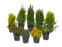 Iglaki (Conifers) wys. 20-50 cm don. 17 cm mix