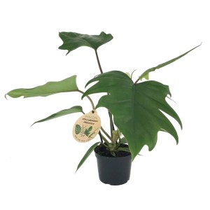 Filodendron (Philodendron Mayoi) - don. 12 cm