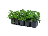 Poziomka mix odmian - 10 szt.