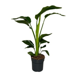 Duża, zielona roślina doniczkowa. Ozdobne liście.