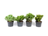 Grubosz (Crassula) mix - don. 17 cm