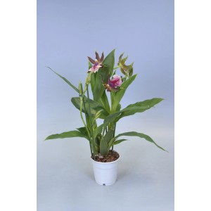 Kwitnąca orchidea t.b.t. w białej doniczce. Roślina doniczkowa.