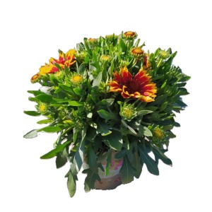 Gailardia oścista (Gaillardia aristata) don. 17 cm