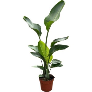 Duża, zielona roślina doniczkowa, kategoria Rośliny duże.