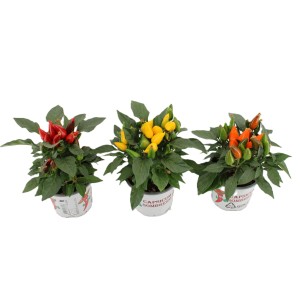 Papryka ozdobna 'Sombrero' w różnych kolorach w doniczce. Warzywo owocowe do wnętrz i na zewnątrz.