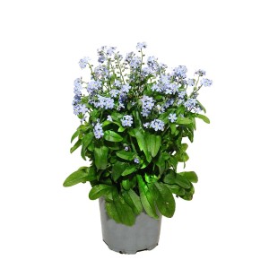 Niezapominajka w doniczce, kwitnąca roślina stojąca z delikatnymi niebieskimi kwiatami.