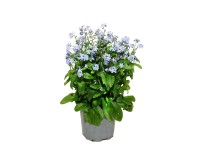 Niezapominajka Polska (Myosotis) - don. 10 cm