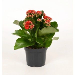 Czerwona Calandiva Flaming Katy w doniczce, Kalanchoe Bossfeldiana z pełnymi kwiatami.