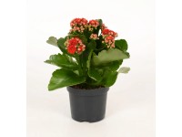Żyworódka (Kalanchoe Calandiva) czerwień - don. 9 cm