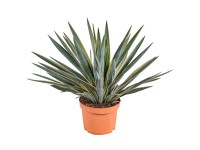 Juka (Yucca) Gloriosa