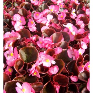 Kwitnąca roślina t.b.t. z różowymi kwiatami i ciemnymi liśćmi.