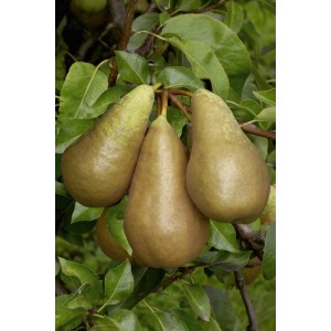 Gruszki na drzewie, dojrzałe owoce z zielonymi liśćmi. Idealne do Twojego ogrodu.