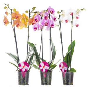 Trzy kwitnące storczyki w kolorze żółtym, fioletowym i białym w doniczkach.