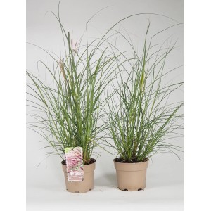 Dwie doniczki z zieloną Trawa pampasowa (trawa pampasowa) w doniczce.