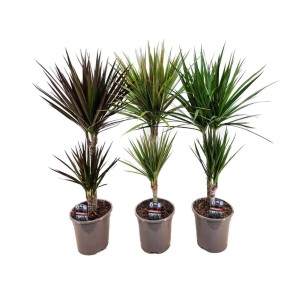 Różne draceny (Dracaena) w doniczkach, liście w odcieniach zieleni i czerwieni.
