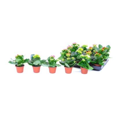 Żyworódka mini (Kalanchoe sp.) - don. 6 cm