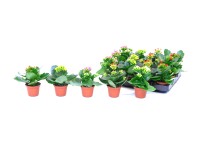 Żyworódka mini (Kalanchoe sp.) - don. 6 cm