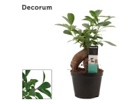 Fikus (Ficus Ginseng Retusa) - don. 12 cm