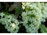 Hortensja dębolistna odm. Snowflake (Hydrangea sp.)