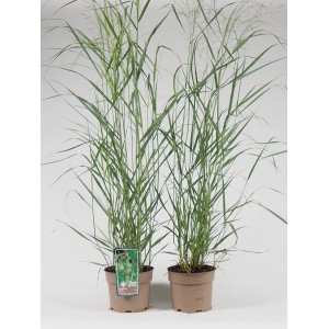 Dwie doniczki z zieloną Trawa pampasowa (trawa pampasowa) w doniczce.