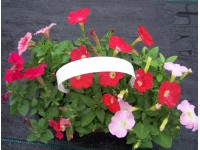 Petunia Picobella opak. 6szt (Petunia sp.)