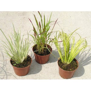 Trzy różne trawy ozdobne w doniczkach, idealne jako rośliny doniczkowe.
