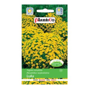 Opakowanie nasion Tagetes tenuifolia 'Lulu'. Żółte aksamitki na rabaty i obwódki.
