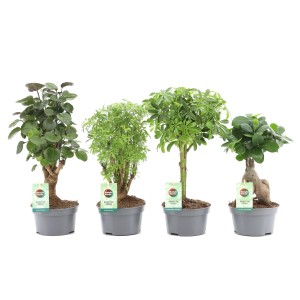 Cztery różne zielone bonsai doniczkowe.