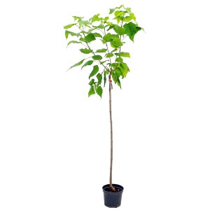 Krzew t.b.t. w doniczce z zielonymi liśćmi.