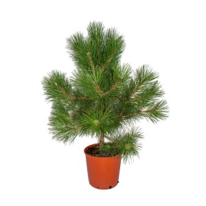 Mała zielona Sosna w doniczce, idealna jako roślina domowa lub do ogrodu.