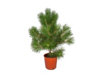 Sosna Czarna , wys. 60-100 cm, don. C15