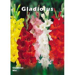 Kolorowa mieszanka mieczyków jako cebulki kwiatowe do ogrodu.