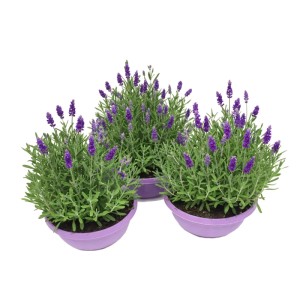 Lawenda wąskolistna w misie (Lavandula angustifolia) mix don. 19 cm