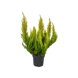 Wrzosiec drzewiasty (Erica arborea) w doniczce, zielona roślina pojemnikowa o igiełkowatych liściach.