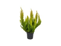 Wrzos (Erica arborea Estrella Gold Alberts Gold) - don. 12 cm