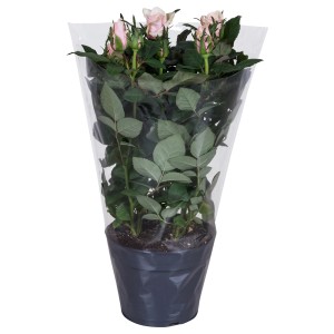 Róża rabatowa w doniczce z jasnoróżowymi pąkami, zapakowana.