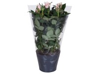 Róża Patio hit róż 1- 24cm don. 13cm