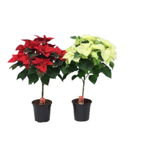 Dwie doniczkowe t.b.t. Gwiazdy betlejemskie: czerwona i biała.