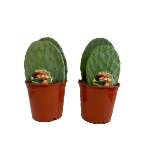 Opuncja figowa (Opuntia Ficus Indica) - don. 17 cm
