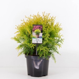 Złotożółta tuja w doniczce. Zimozielona roślina iglasta do ogrodu i na balkon.