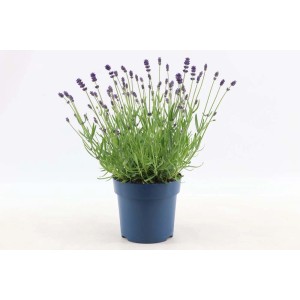 Kwitnąca lawenda w niebieskiej doniczce. Dekoracyjne Rośliny kwitnące do domu i ogrodu.