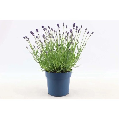 Lawenda (Lavandula ang. Felice blue) don. 15 cm