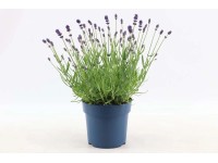 Lawenda (Lavandula ang. Felice blue) don. 15 cm