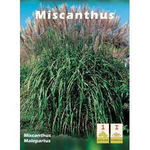 Miskant chiński 'Malepartus' z zielonymi liśćmi i brązowymi kwiatostanami. Trawa ozdobna do ogrodu.