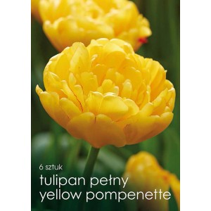 Żółty tulipan 'Yellow Pompenette' o pełnych kwiatach, idealny do ogrodu.
