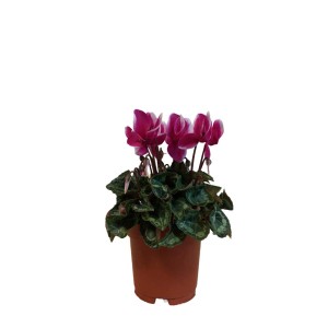 Fiołek alpejski (cyklamen) w doniczce z różowymi kwiatami.