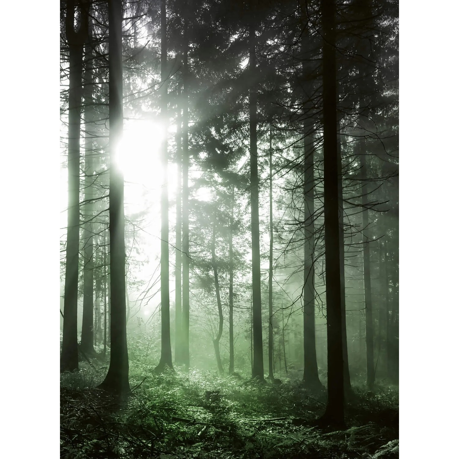 Fototapeta Sun Rays 192x260 cm