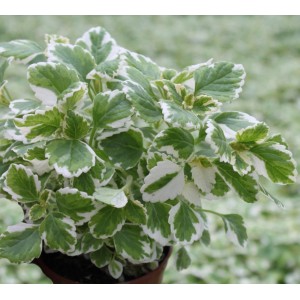 Roślina t.b.t. z zielono-białymi liśćmi, kategoria: Rośliny kwitnące.