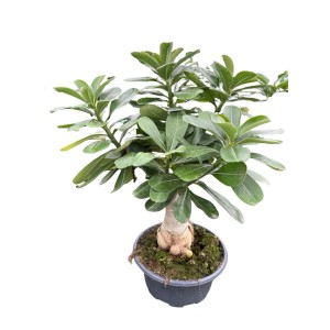 Róża pustyni szczepiona (Adenium obesum Grafted) don. 23 cm